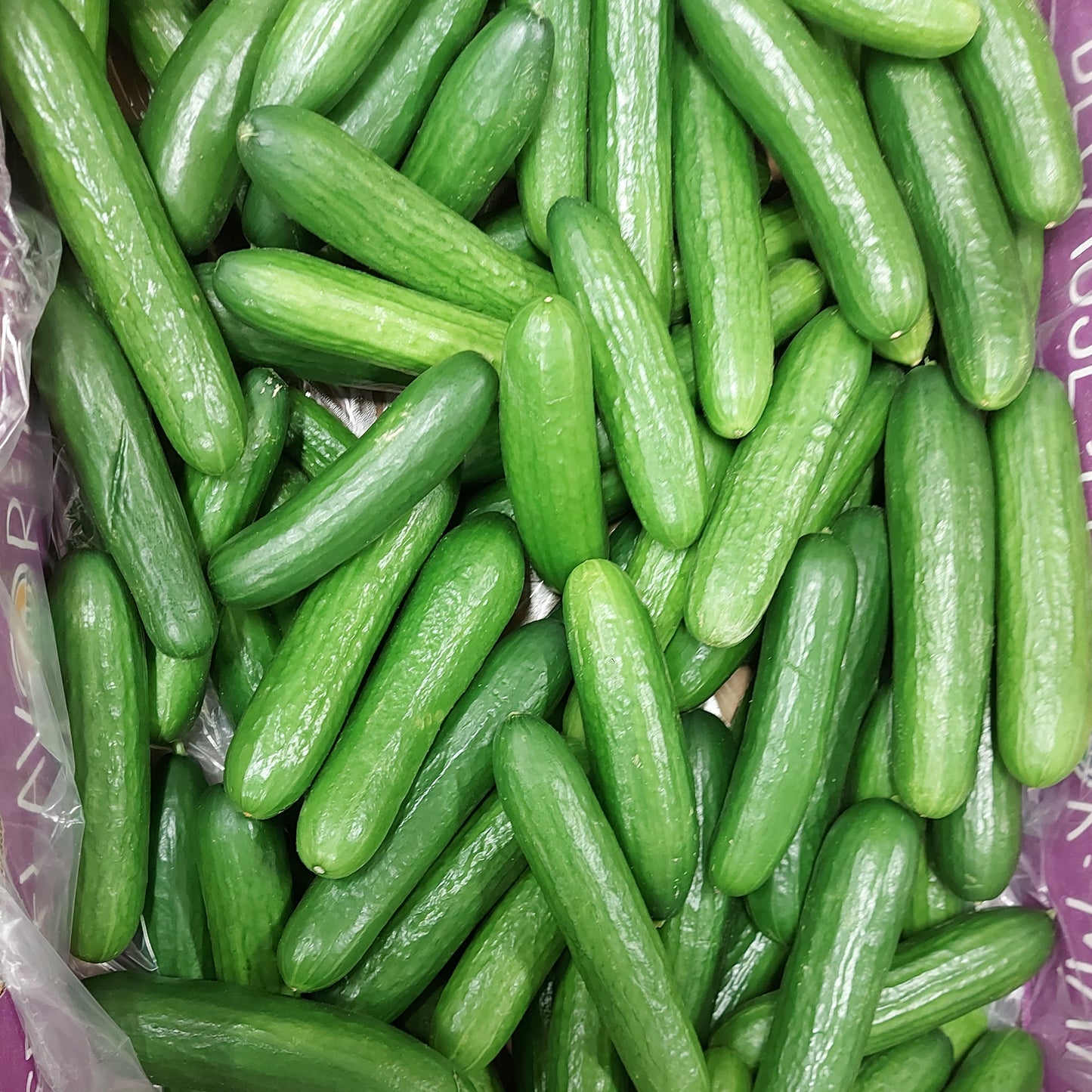 Cucumber - Mini (20lb) 90- 120 Mini Cucumbers - Locally grown in greenhouses