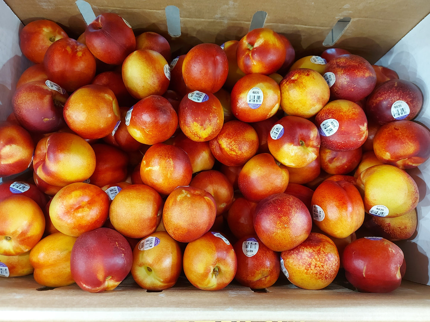 Nectarines 25lb (Roughly 80-90 case count)