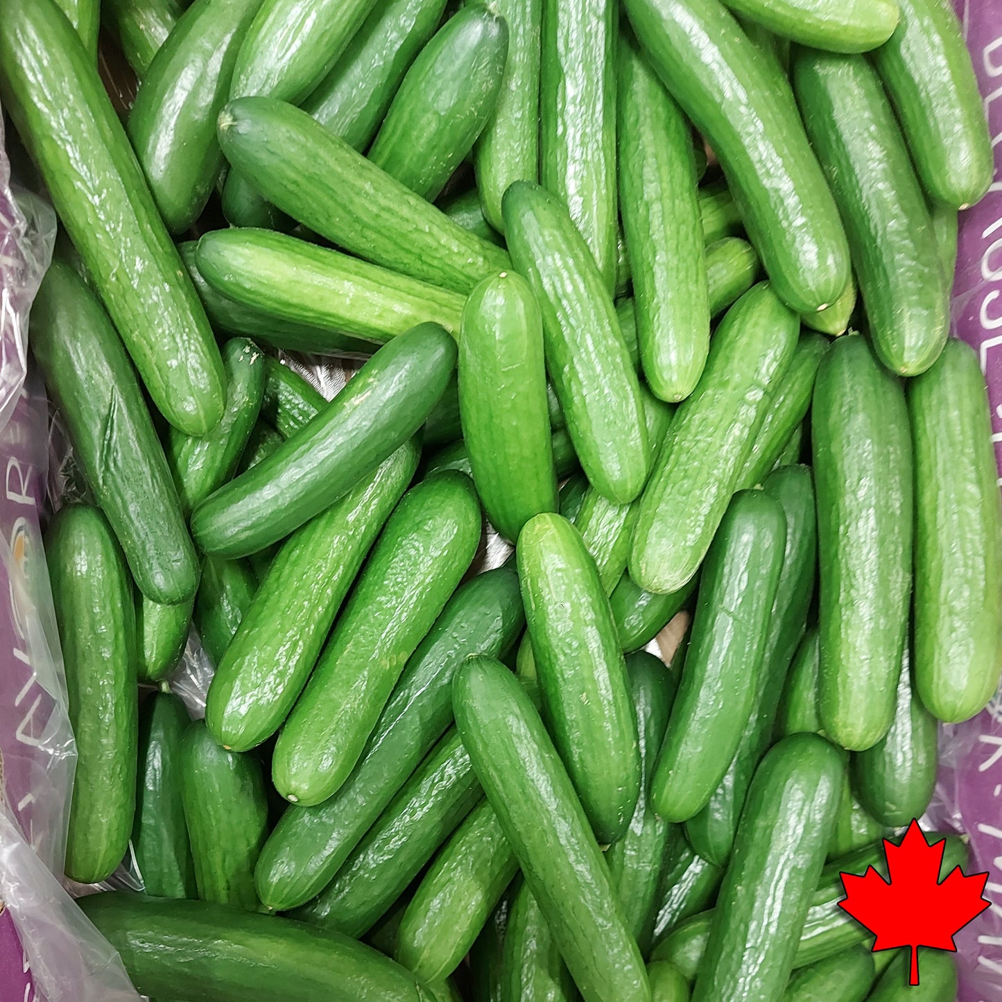 Cucumber - Mini (20lb) 90- 120 Mini Cucumbers - Locally grown in greenhouses