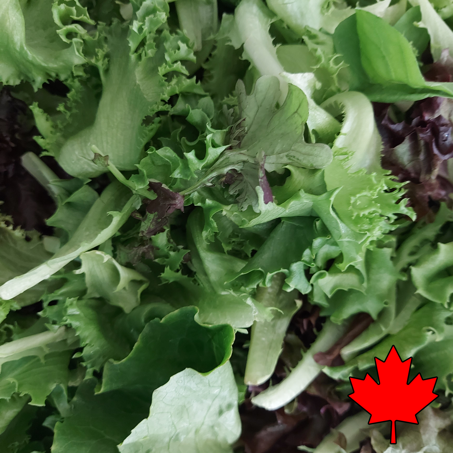 Spring Mix (3lb) - Locally Grown in Greenhouse
