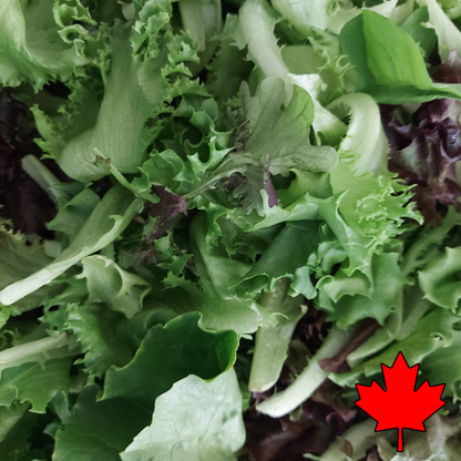 Spring Mix (3lb) - Locally Grown in Greenhouse