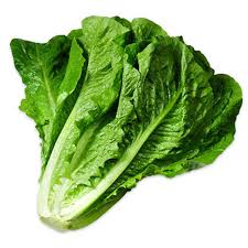 Lettuce - Romaine (24 Head)